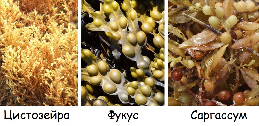 Примеры бурых водорослей: цистозейра, фукус, саргассум Примеры бурых водорослей: цистозейра, фукус, саргассум