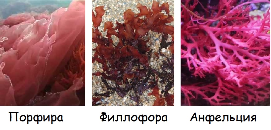Примеры красных водорослей: порфира, филлофора, анфельция Примеры красных водорослей: порфира, филлофора, анфельция