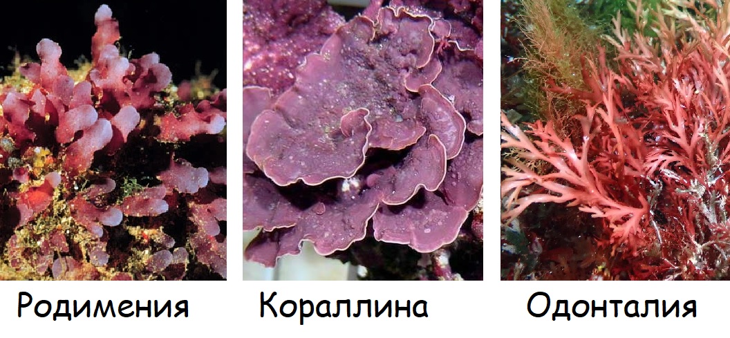 представители красных водорослей (Багрянок): родимения, кораллина, одонталия представители красных водорослей (Багрянок): родимения, кораллина, одонталия