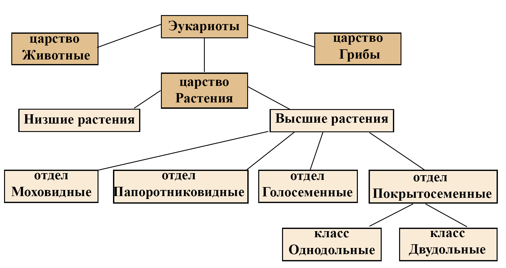 Класификация растений Класификация растений