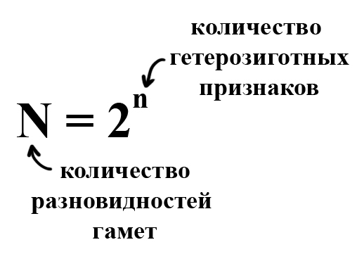 формула для определения количества гамет формула для определения количества гамет