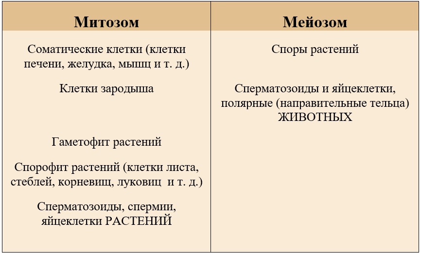 образование клеток растений и животных митозом или мейозом образование клеток растений и животных митозом или мейозом