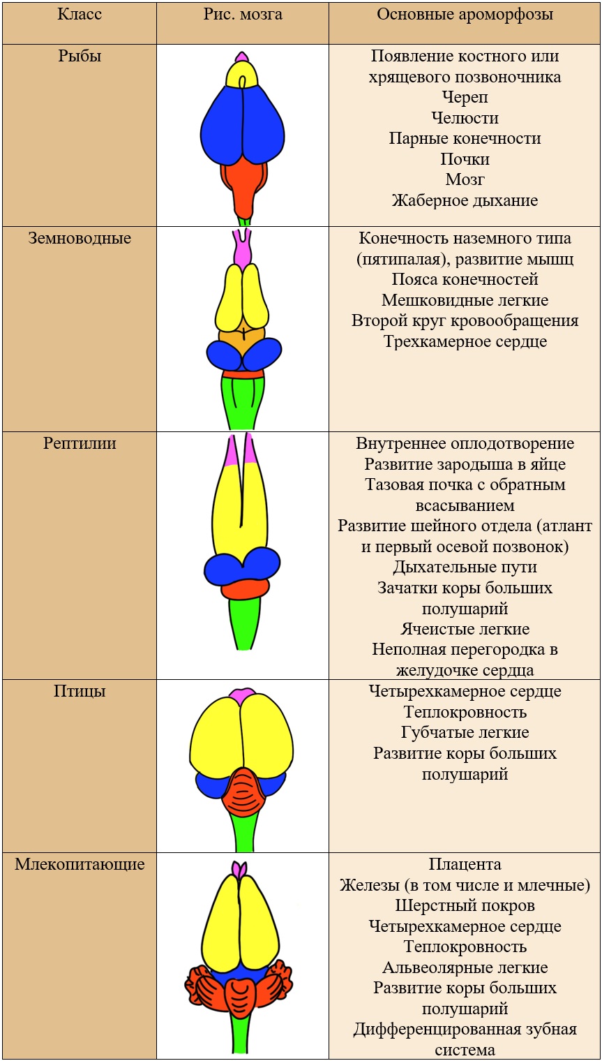 сравнение ароморфозов хордовых животных, схемы строения мозга. сравнение ароморфозов хордовых животных, схемы строения мозга.