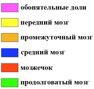 расшифровка цветовых обозначений на схемах мозга хордовых животных. расшифровка цветовых обозначений на схемах мозга хордовых животных.