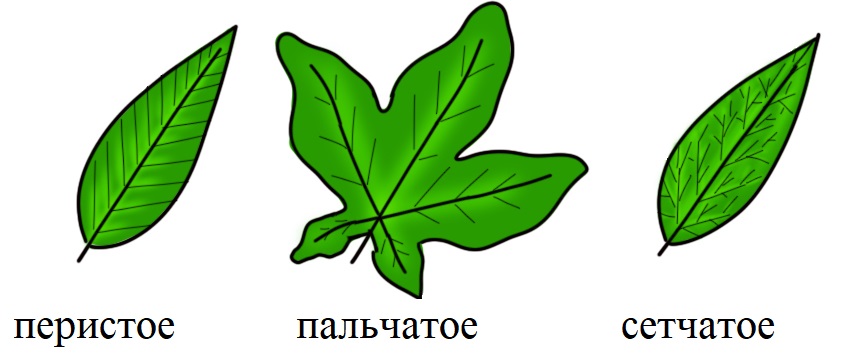 Жилкование двудольных Жилкование двудольных
