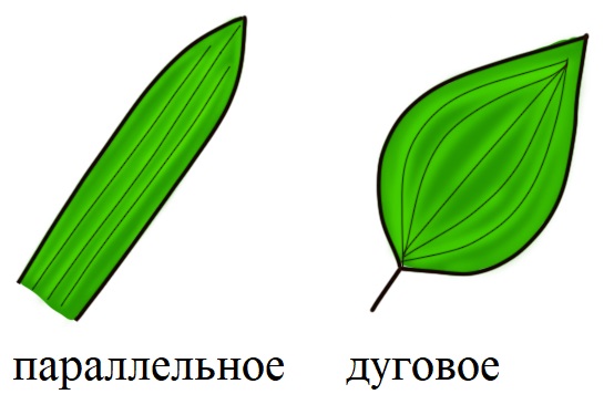 Жилкование однодольных Жилкование однодольных