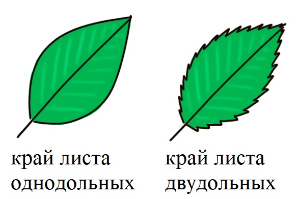 Край листа однодольных и двудольных растений Край листа однодольных и двудольных растений