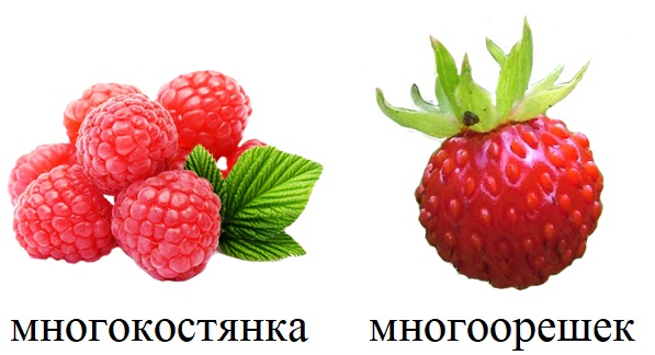 Плоды розоцветных – многокостянки и многоорешки Плоды розоцветных – многокостянки и многоорешки