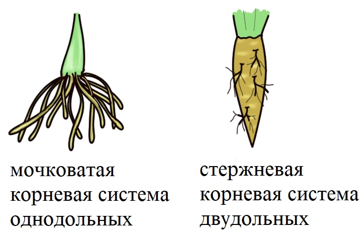 Мочковатая и стержневая корневая система однодольных и двудольных Мочковатая и стержневая корневая система однодольных и двудольных