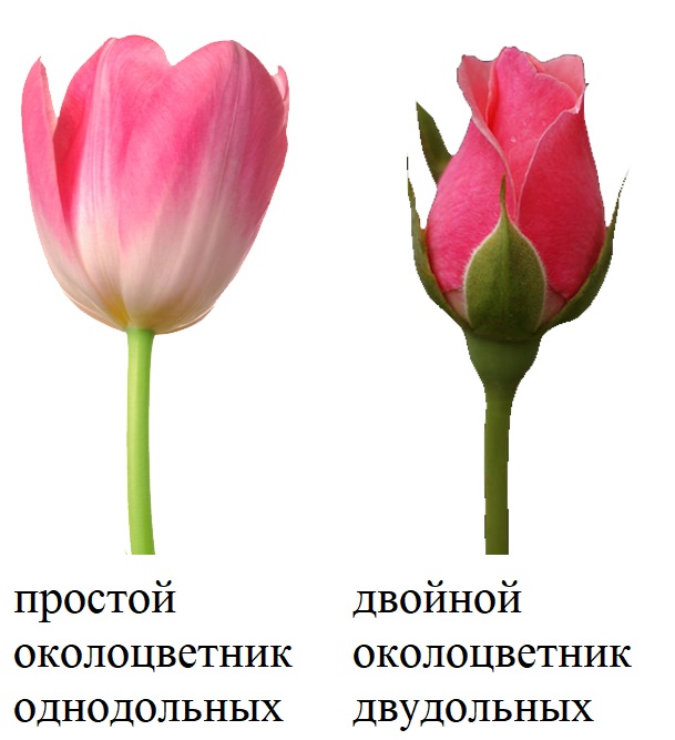 Простой и двойной околоцветник Простой и двойной околоцветник