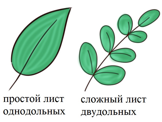 Простой и сложный лист Простой и сложный лист