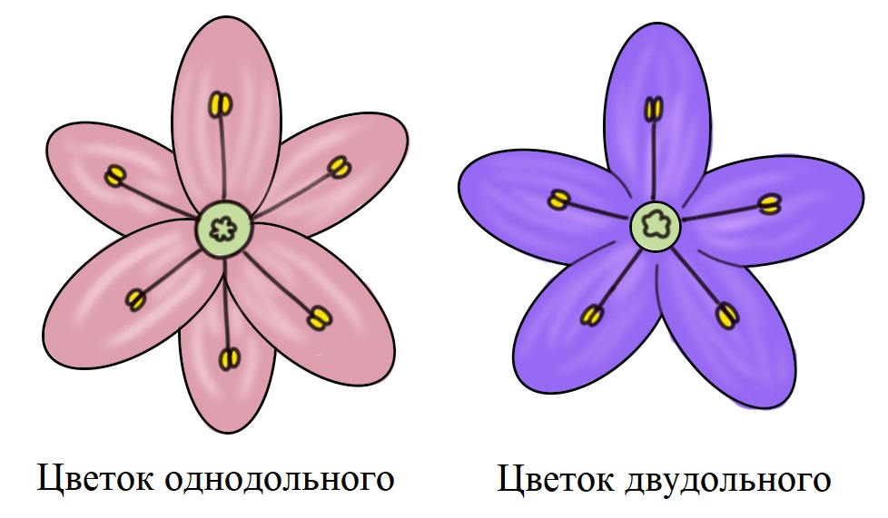 Сравнение цветков однодольных и двудольных Сравнение цветков однодольных и двудольных