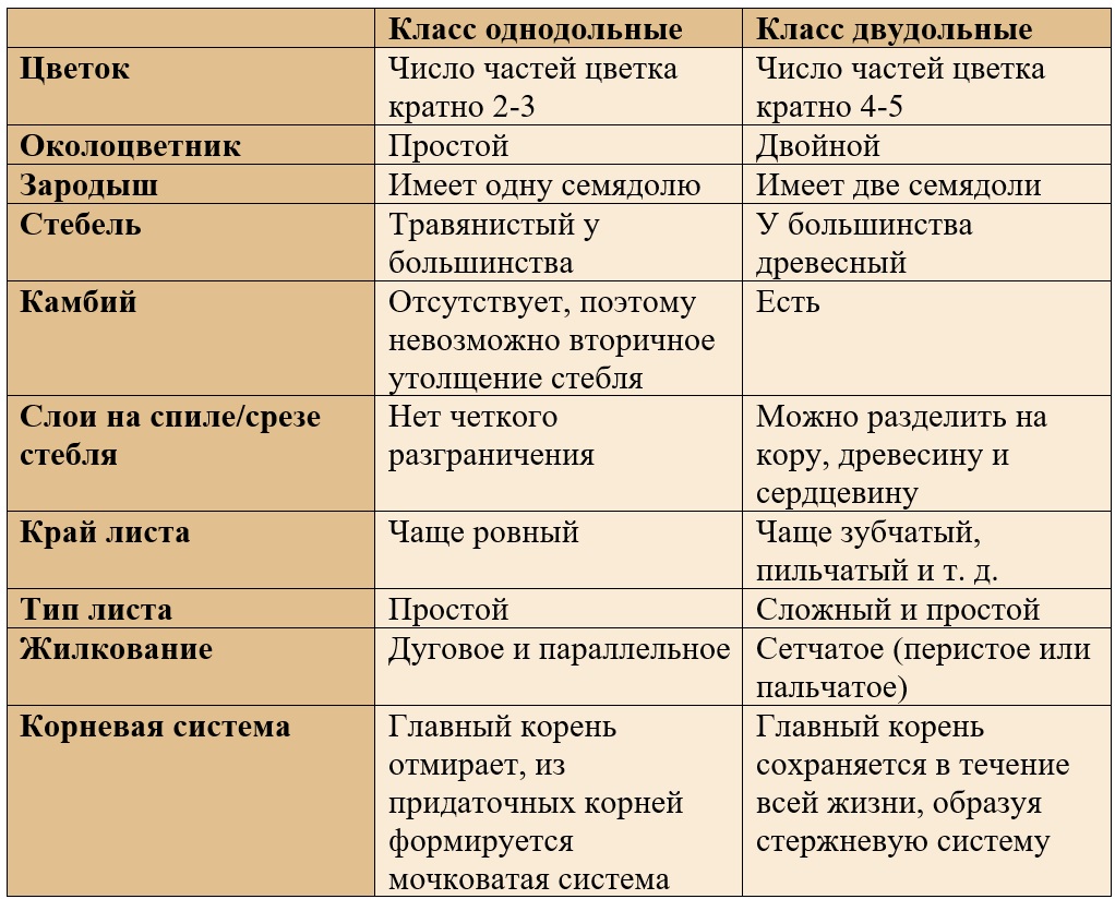 Сравнение однодольных и двудольных растений Сравнение однодольных и двудольных растений