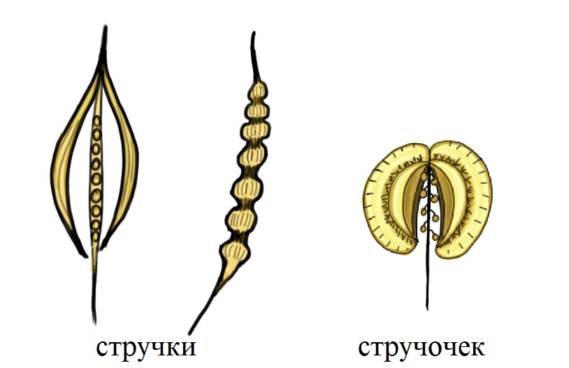 Плоды крестоцветных – стручки и стручочки Плоды крестоцветных – стручки и стручочки