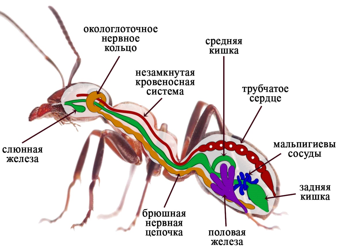 Основные системы органов насекомых – окологлоточное нервное кольцо и брюшная нервная цепочка, трубчатое сердце, мальпигиевы сосуды Внутреннее строение насекомых