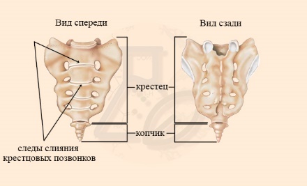 Строение позвонков крестцового и копчикового отдела Строение крестца и копчика