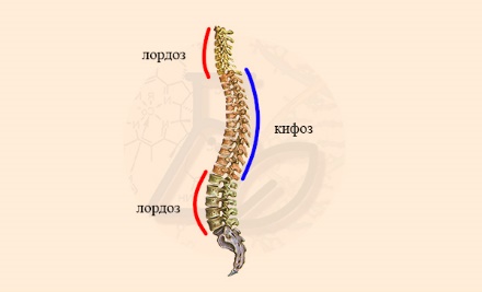 Нормальные изгибы позвоночника человека Изгибы позвоночника, связанные с прямохождением