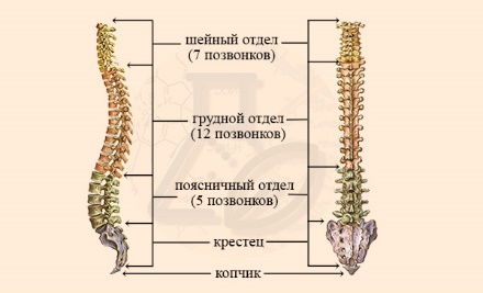 Отделы позвоночника Количество позвонков в отделах позвоночника