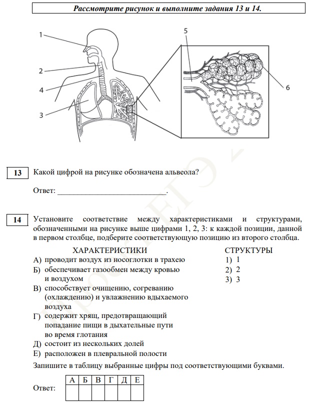 Нововведения в блок анатомии на ЕГЭ 2023 Задание 13 и 14 в ЕГЭ по новой демоверсии