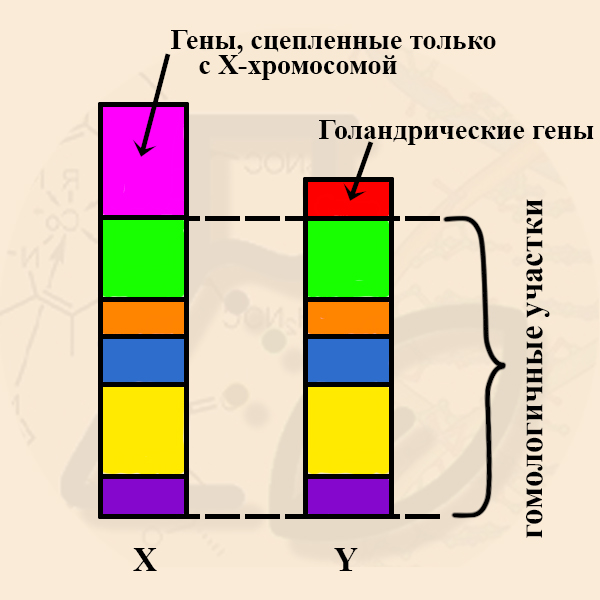 Общие гены Х и Y хромосомы Х и Y – гомологичные и негомологичные участки