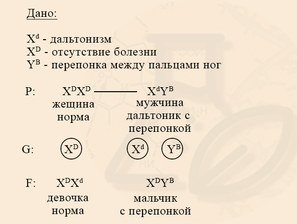 Наследование признаков, сцепленных с Y-хромосомой Задача на наследование голандрических признаков