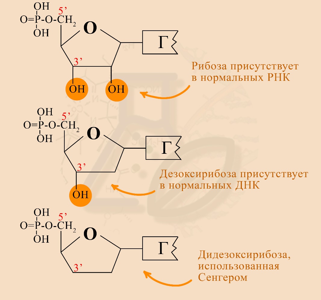 рис. Отличие дидезоксирибонуклеотида от обычных нуклеотидов ДНК и РНК Рибонуклеотид, дезоксирибонуклеотид и дидезоксирибонуклеотид