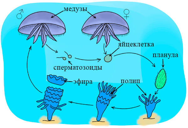 Развитие медузы Цикл развития сцифоидных медуз