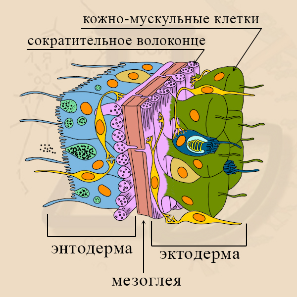 Кожно-мускульные клетки Кожно-мускульные клетки гидры