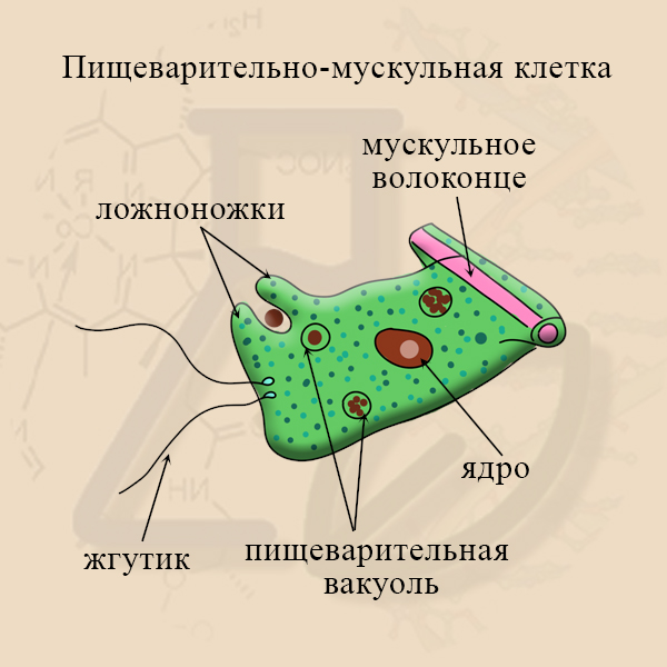 Строение пищеварительно-мускульной клетки Клетка гидры – рисунок на ЕГЭ по биологии