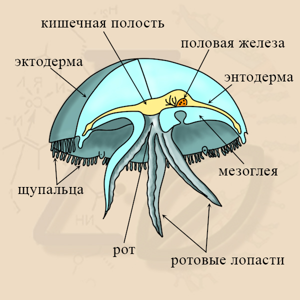 Строение сцифоидной медузы Строение сцифомедуз