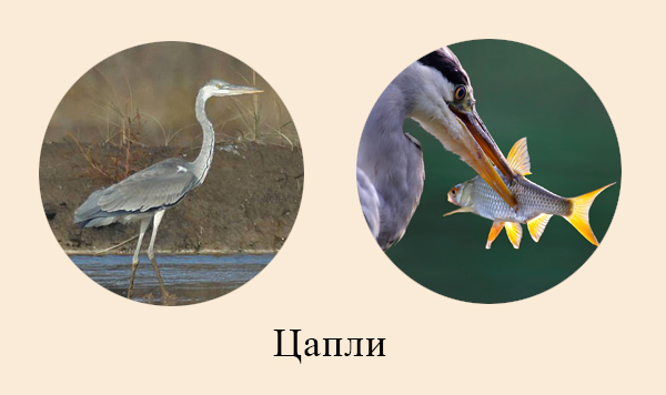 Птицы мелководья Адаптации цапли