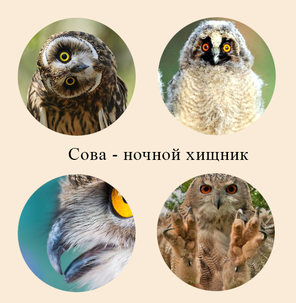 Ночные хищные птицы Адаптации сов