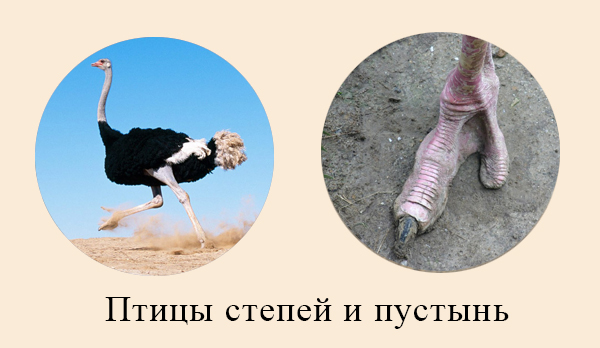 Адаптации птиц к быстрому бегу Нога страуса