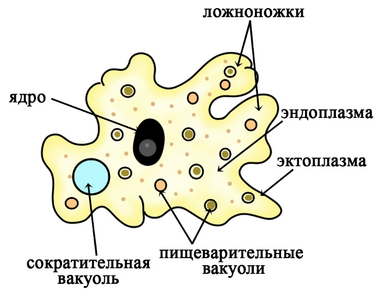 Строение амёбы Строение корненожек