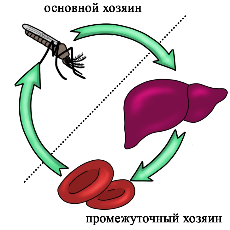Жизненный цикл малярийного плазмодия Смена хозяев у малярийного плазмодия