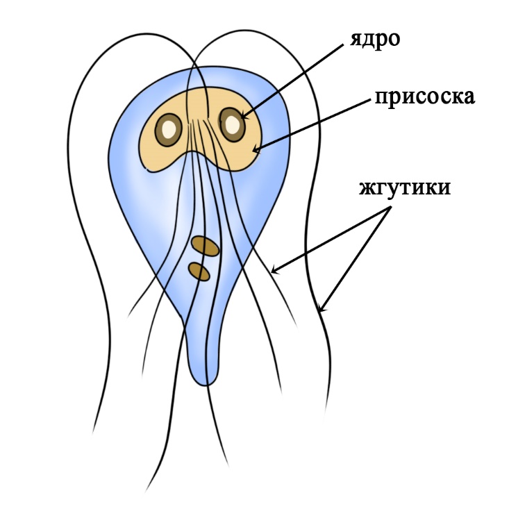 Строение лямблии Лямблия
