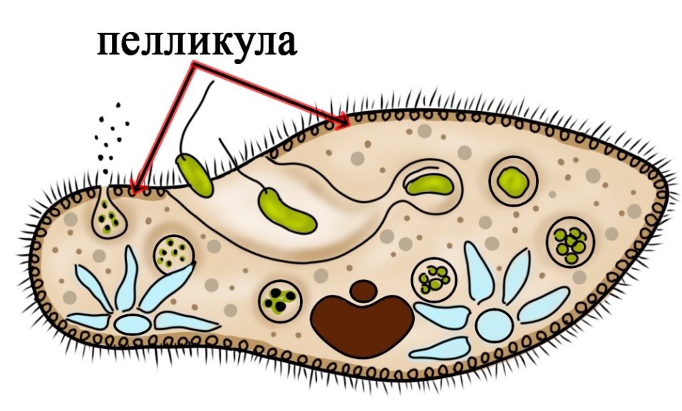 Пелликула инфузории Пелликула поддерживает форму тела простейших