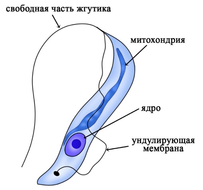 Строение трипаносомы Трипаносома