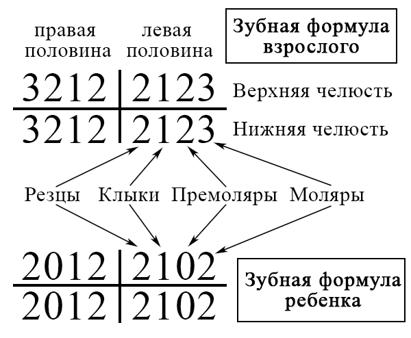 Зубная формула Зубная формула взрослых и детей