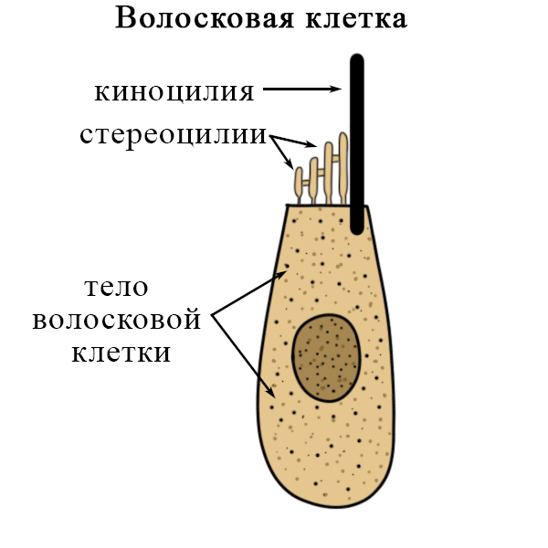 Киноцилии и стереоцилии Строение волосковой клетки
