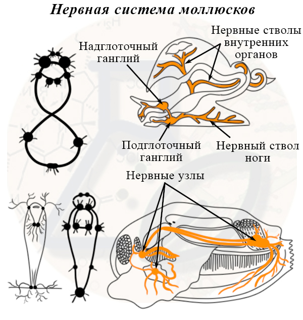 Нервная система моллюсков Разбросанно-узловая нервная система