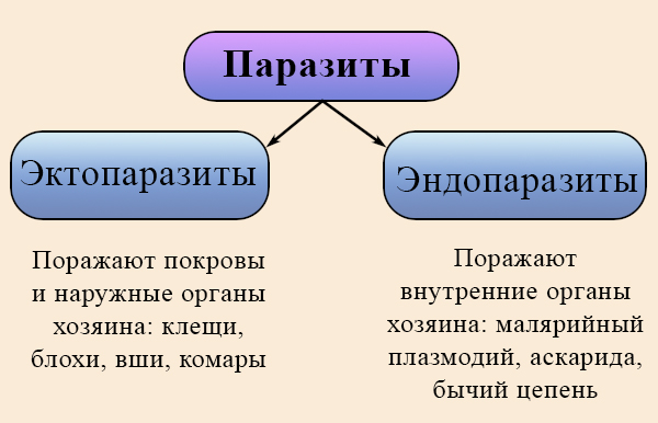 Эктопаразиты и эндопаразиты Классификация паразитов