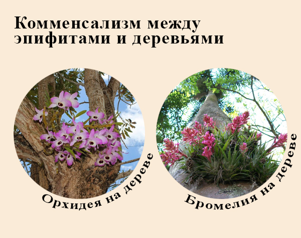 Эпифиты Растения-эпифиты