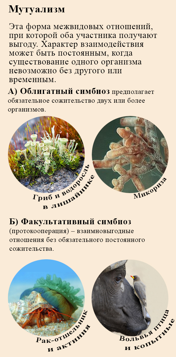 Мутуализм примеры Симбиоз мутуализм