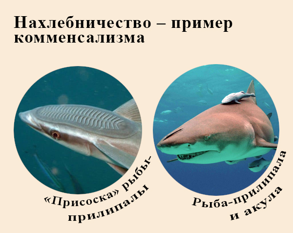 Нахлебничество примеры Отношения нахлебничество
