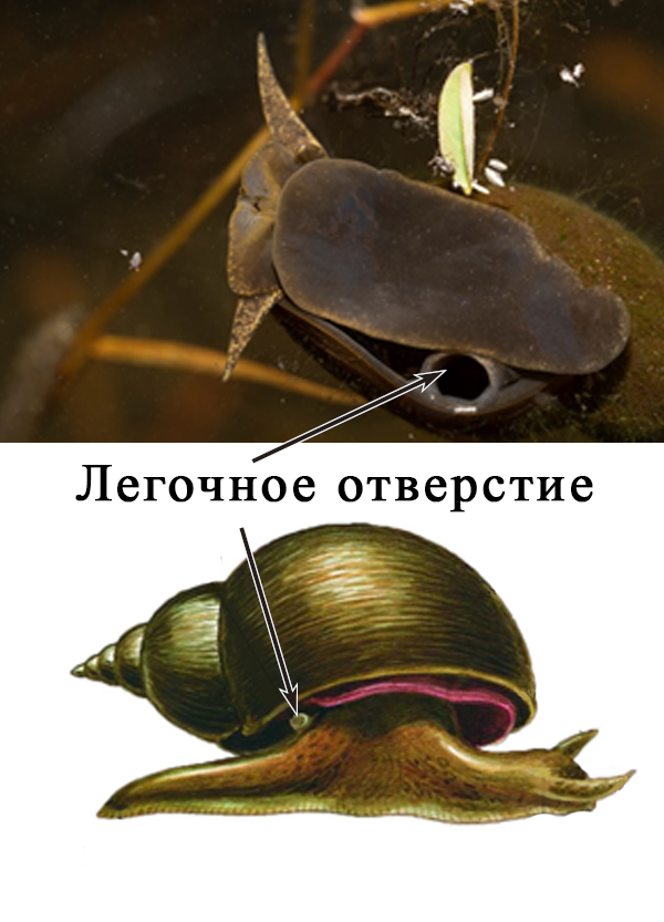 Легочное отверстие Легочное отверстие у прудовика