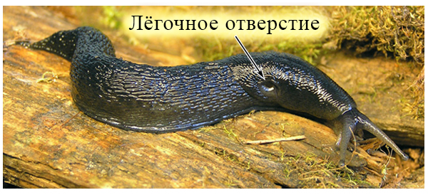 Слизень У слизней асимметричное тело из-за непарного легочного отверстия