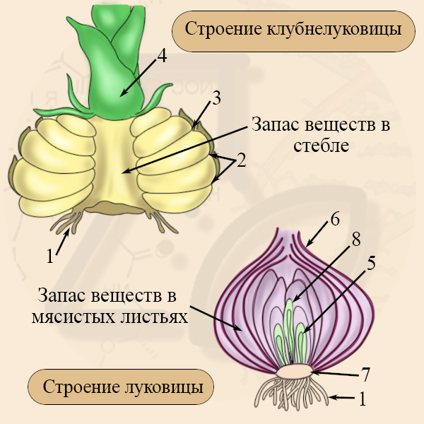 Луковица и клубнелуковица - видоизмененные побеги Луковица и клубнелуковица – видоизмененные побеги