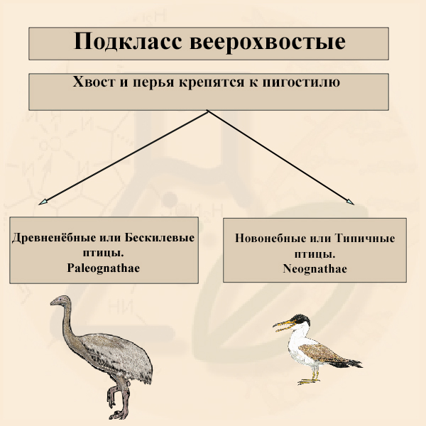 Подкласс Веерохвостые птицы Подкласс Веерохвостые птицы
