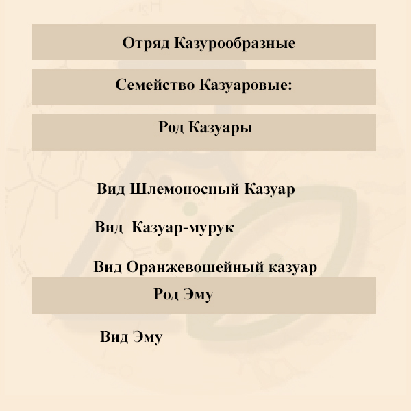 Систематические таксоны отряда Казуарообразных Систематические таксоны отряда Казуарообразных